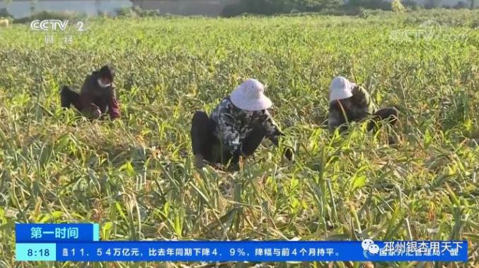 邳州大蒜今日价格走势分析